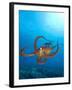 Octopus cyanea or Day Octopus-Stuart Westmorland-Framed Premium Photographic Print