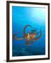 Octopus cyanea or Day Octopus-Stuart Westmorland-Framed Premium Photographic Print