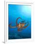 Octopus cyanea or Day Octopus-Stuart Westmorland-Framed Premium Photographic Print