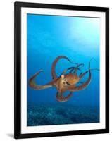 Octopus cyanea or Day Octopus-Stuart Westmorland-Framed Photographic Print