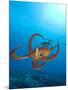 Octopus cyanea or Day Octopus-Stuart Westmorland-Mounted Photographic Print