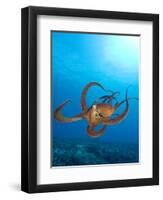 Octopus cyanea or Day Octopus-Stuart Westmorland-Framed Photographic Print