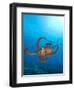 Octopus cyanea or Day Octopus-Stuart Westmorland-Framed Photographic Print