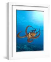 Octopus cyanea or Day Octopus-Stuart Westmorland-Framed Photographic Print