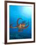 Octopus cyanea or Day Octopus-Stuart Westmorland-Framed Photographic Print