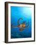 Octopus cyanea or Day Octopus-Stuart Westmorland-Framed Photographic Print