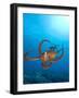 Octopus cyanea or Day Octopus-Stuart Westmorland-Framed Photographic Print