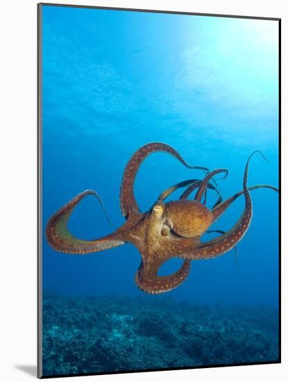 Octopus cyanea or Day Octopus-Stuart Westmorland-Mounted Photographic Print