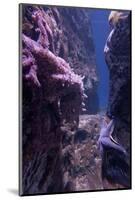 Octopus, Den BlŒ Planet, Blue Plante Aquarium, Copenhagen, Denmark-Rainer Mirau-Mounted Photographic Print