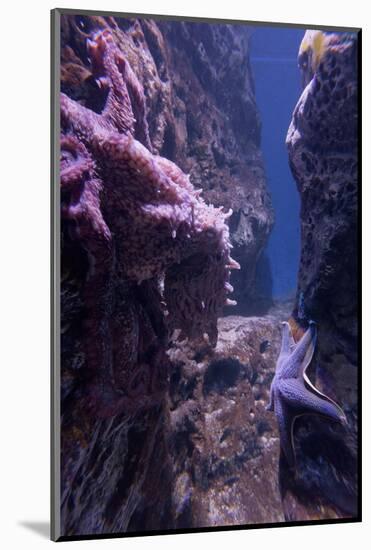 Octopus, Den BlŒ Planet, Blue Plante Aquarium, Copenhagen, Denmark-Rainer Mirau-Mounted Photographic Print