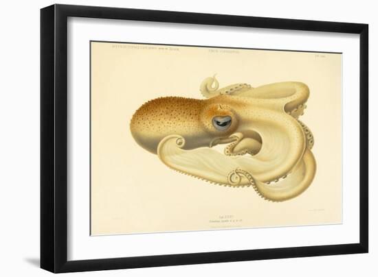 Octopus - Die Cephalopod - 1915 - Plate 75-null-Framed Giclee Print