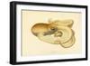 Octopus - Die Cephalopod - 1915 - Plate 75-null-Framed Giclee Print