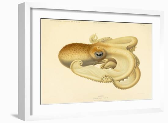 Octopus - Die Cephalopod - 1915 - Plate 75-null-Framed Giclee Print