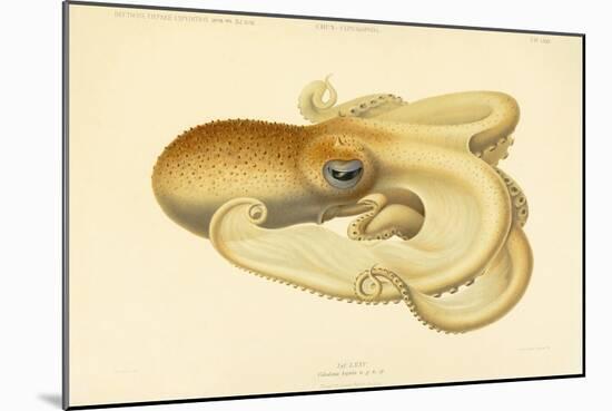 Octopus - Die Cephalopod - 1915 - Plate 75-null-Mounted Giclee Print