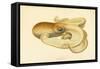 Octopus - Die Cephalopod - 1915 - Plate 75-null-Framed Stretched Canvas