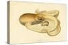 Octopus - Die Cephalopod - 1915 - Plate 75-null-Stretched Canvas