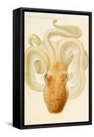 Octopus - Die Cephalopod - 1915 - Plate 76-null-Framed Stretched Canvas