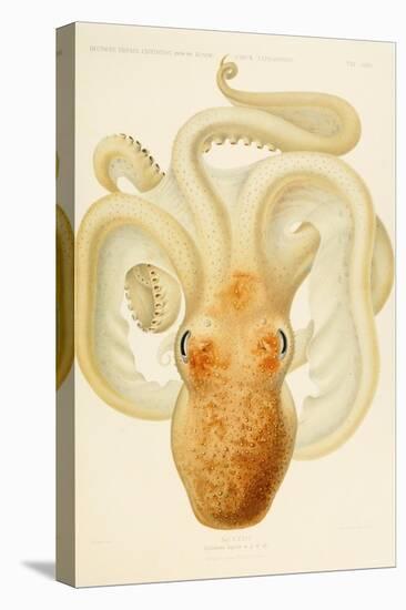 Octopus - Die Cephalopod - 1915 - Plate 76-null-Stretched Canvas