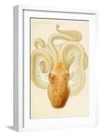 Octopus - Die Cephalopod - 1915 - Plate 76-null-Framed Giclee Print