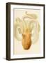 Octopus - Die Cephalopod - 1915 - Plate 76-null-Framed Premium Giclee Print