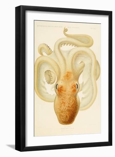 Octopus - Die Cephalopod - 1915 - Plate 76-null-Framed Premium Giclee Print