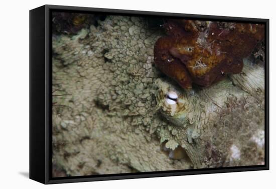 Octopus, Dominica, West Indies, Caribbean, Central America-Lisa Collins-Framed Stretched Canvas