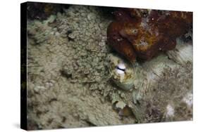 Octopus, Dominica, West Indies, Caribbean, Central America-Lisa Collins-Stretched Canvas