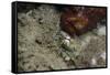 Octopus, Dominica, West Indies, Caribbean, Central America-Lisa Collins-Framed Stretched Canvas