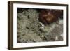 Octopus, Dominica, West Indies, Caribbean, Central America-Lisa Collins-Framed Photographic Print