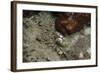 Octopus, Dominica, West Indies, Caribbean, Central America-Lisa Collins-Framed Photographic Print