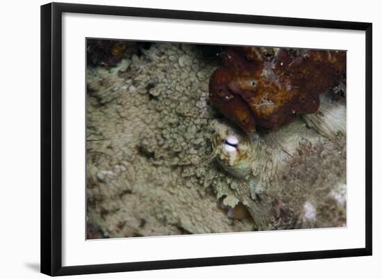 Octopus, Dominica, West Indies, Caribbean, Central America-Lisa Collins-Framed Photographic Print