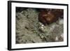 Octopus, Dominica, West Indies, Caribbean, Central America-Lisa Collins-Framed Photographic Print