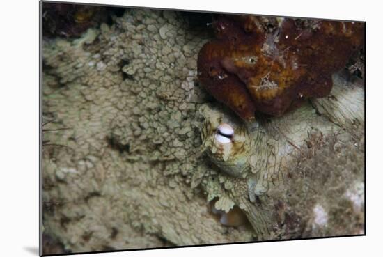 Octopus, Dominica, West Indies, Caribbean, Central America-Lisa Collins-Mounted Photographic Print