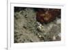 Octopus, Dominica, West Indies, Caribbean, Central America-Lisa Collins-Framed Photographic Print