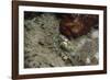 Octopus, Dominica, West Indies, Caribbean, Central America-Lisa Collins-Framed Photographic Print