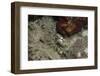 Octopus, Dominica, West Indies, Caribbean, Central America-Lisa Collins-Framed Photographic Print