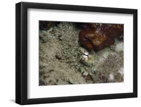 Octopus, Dominica, West Indies, Caribbean, Central America-Lisa Collins-Framed Photographic Print