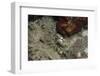 Octopus, Dominica, West Indies, Caribbean, Central America-Lisa Collins-Framed Photographic Print