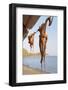 Octopus Drying in the Sun in the Greek Islands-StockCube-Framed Photographic Print