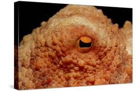Octopus Head and Eye. (Octopus Vulgaris) Mediterranean Sea-Reinhard Dirscherl-Stretched Canvas