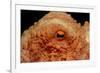 Octopus Head and Eye. (Octopus Vulgaris) Mediterranean Sea-Reinhard Dirscherl-Framed Photographic Print