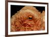 Octopus Head and Eye. (Octopus Vulgaris) Mediterranean Sea-Reinhard Dirscherl-Framed Photographic Print