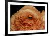 Octopus Head and Eye. (Octopus Vulgaris) Mediterranean Sea-Reinhard Dirscherl-Framed Photographic Print