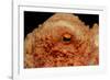 Octopus Head and Eye. (Octopus Vulgaris) Mediterranean Sea-Reinhard Dirscherl-Framed Photographic Print