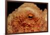 Octopus Head and Eye. (Octopus Vulgaris) Mediterranean Sea-Reinhard Dirscherl-Framed Photographic Print