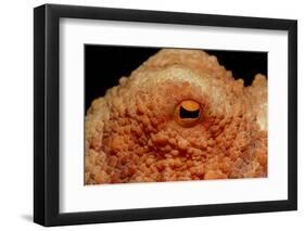 Octopus Head and Eye. (Octopus Vulgaris) Mediterranean Sea-Reinhard Dirscherl-Framed Photographic Print