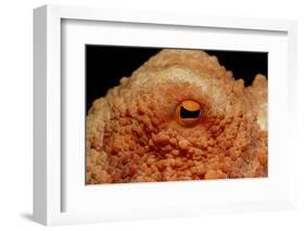 Octopus Head and Eye. (Octopus Vulgaris) Mediterranean Sea-Reinhard Dirscherl-Framed Photographic Print