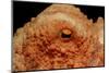 Octopus Head and Eye. (Octopus Vulgaris) Mediterranean Sea-Reinhard Dirscherl-Mounted Photographic Print