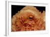 Octopus Head and Eye. (Octopus Vulgaris) Mediterranean Sea-Reinhard Dirscherl-Framed Photographic Print