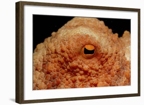 Octopus Head and Eye. (Octopus Vulgaris) Mediterranean Sea-Reinhard Dirscherl-Framed Photographic Print